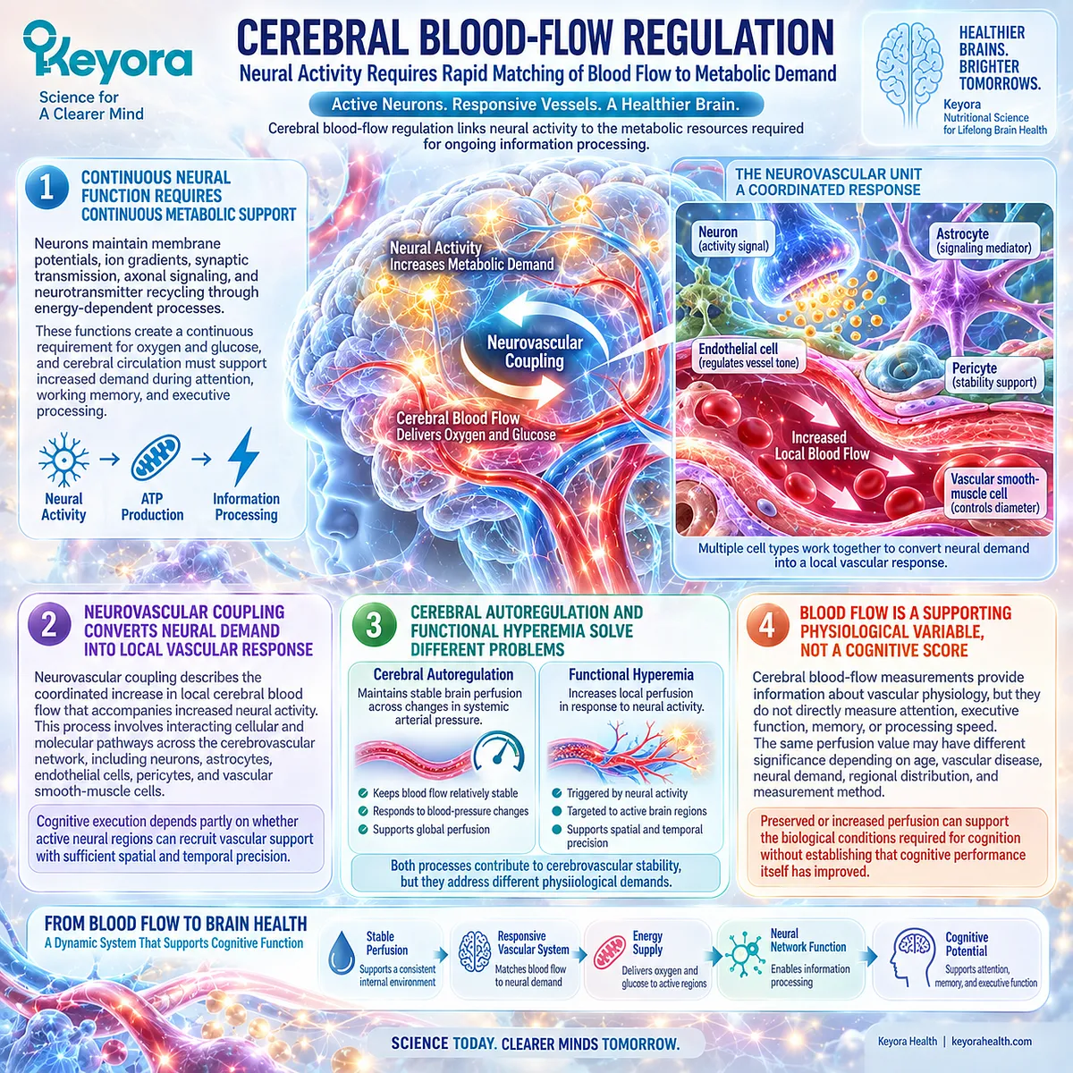 Neurovascular coupling matches cerebral blood flow to neural energy demand for attention and memory, mapped by the Keyora vascular-metabolic cognitive phenotype. Neurovascular coupling matches cerebral blood flow to neural energy demand for attention and memory, mapped by the Keyora vascular-metabolic cognitive phenotype.