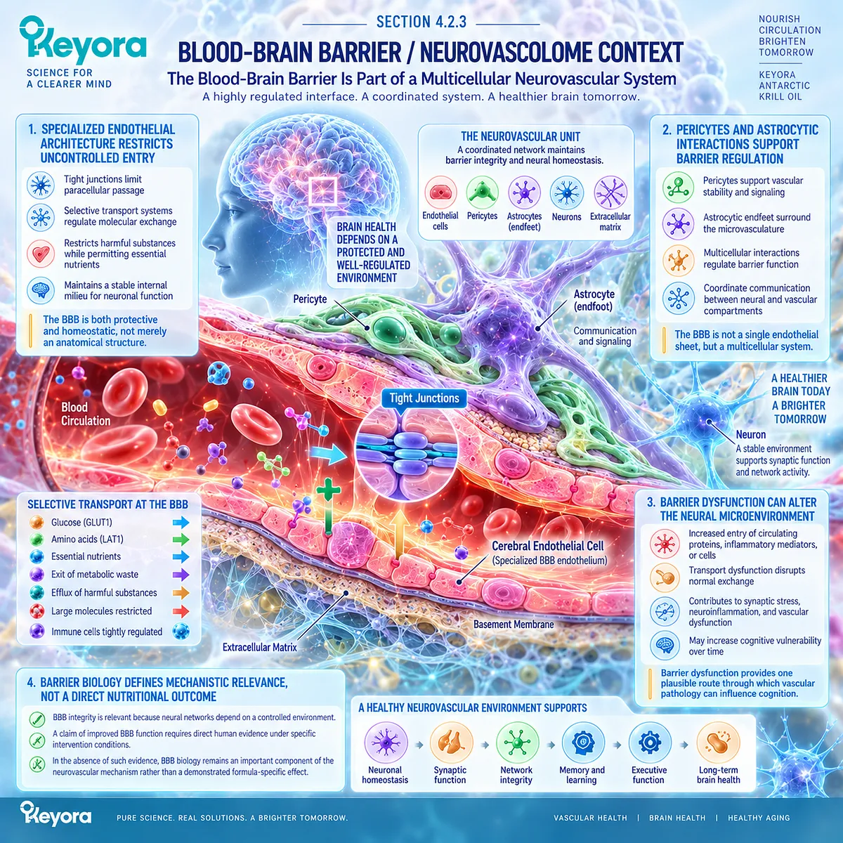 Blood-brain barrier integrity coordinates endothelial cells, pericytes and astrocytes to support brain homeostasis in the Keyora vascular-metabolic cognitive phenotype. Blood-brain barrier integrity coordinates endothelial cells, pericytes and astrocytes to support brain homeostasis in the Keyora vascular-metabolic cognitive phenotype.