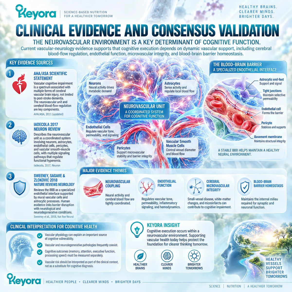 Cognitive function depends on neurovascular coupling, cerebral blood flow and blood-brain barrier homeostasis in the Keyora vascular-metabolic cognitive phenotype. Cognitive function depends on neurovascular coupling, cerebral blood flow and blood-brain barrier homeostasis in the Keyora vascular-metabolic cognitive phenotype.