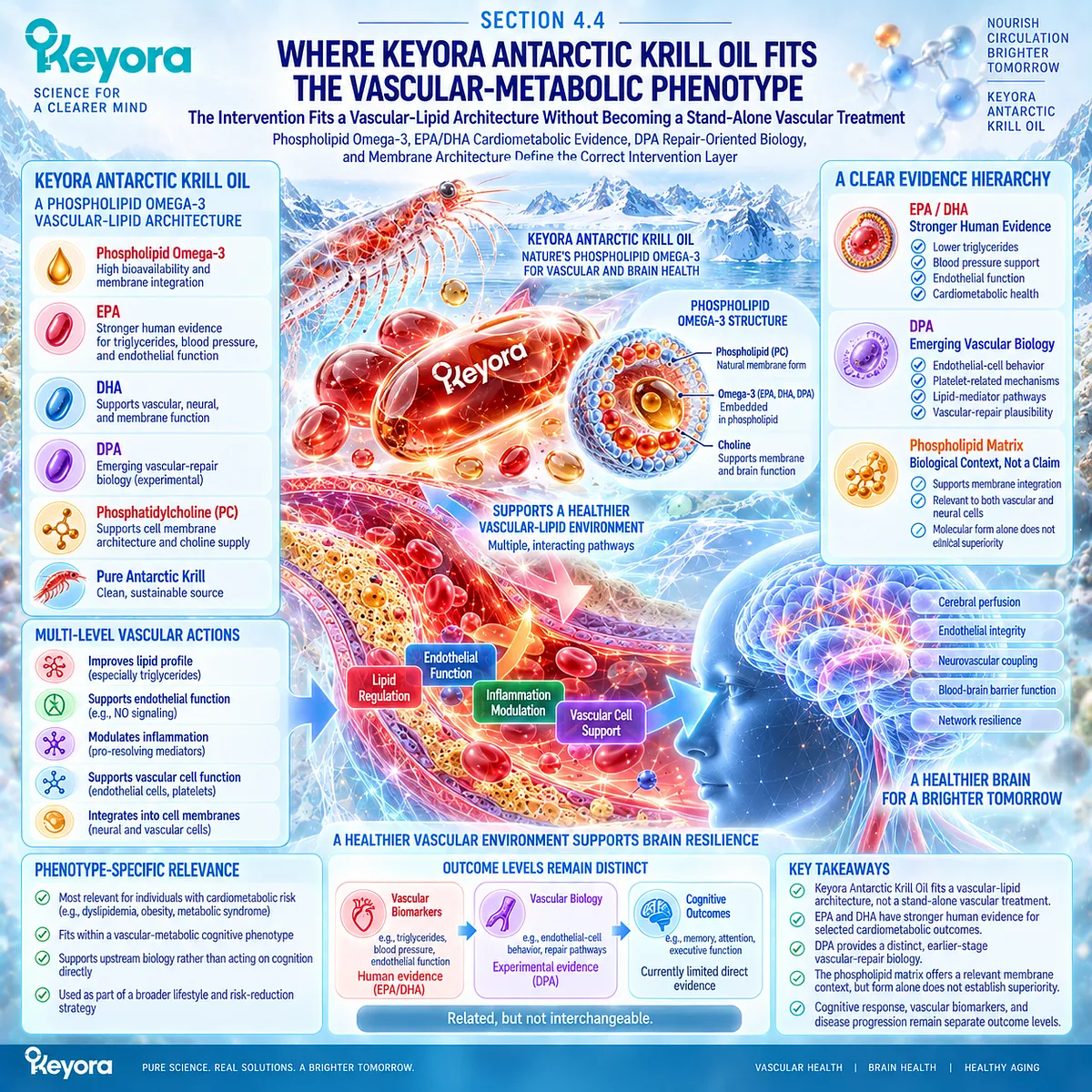Phospholipid Omega-3 supports a vascular-lipid context through EPA/DHA cardiometabolic evidence and DPA vascular biology in Keyora Antarctic Krill Oil. Phospholipid Omega-3 supports a vascular-lipid context through EPA/DHA cardiometabolic evidence and DPA vascular biology in Keyora Antarctic Krill Oil.