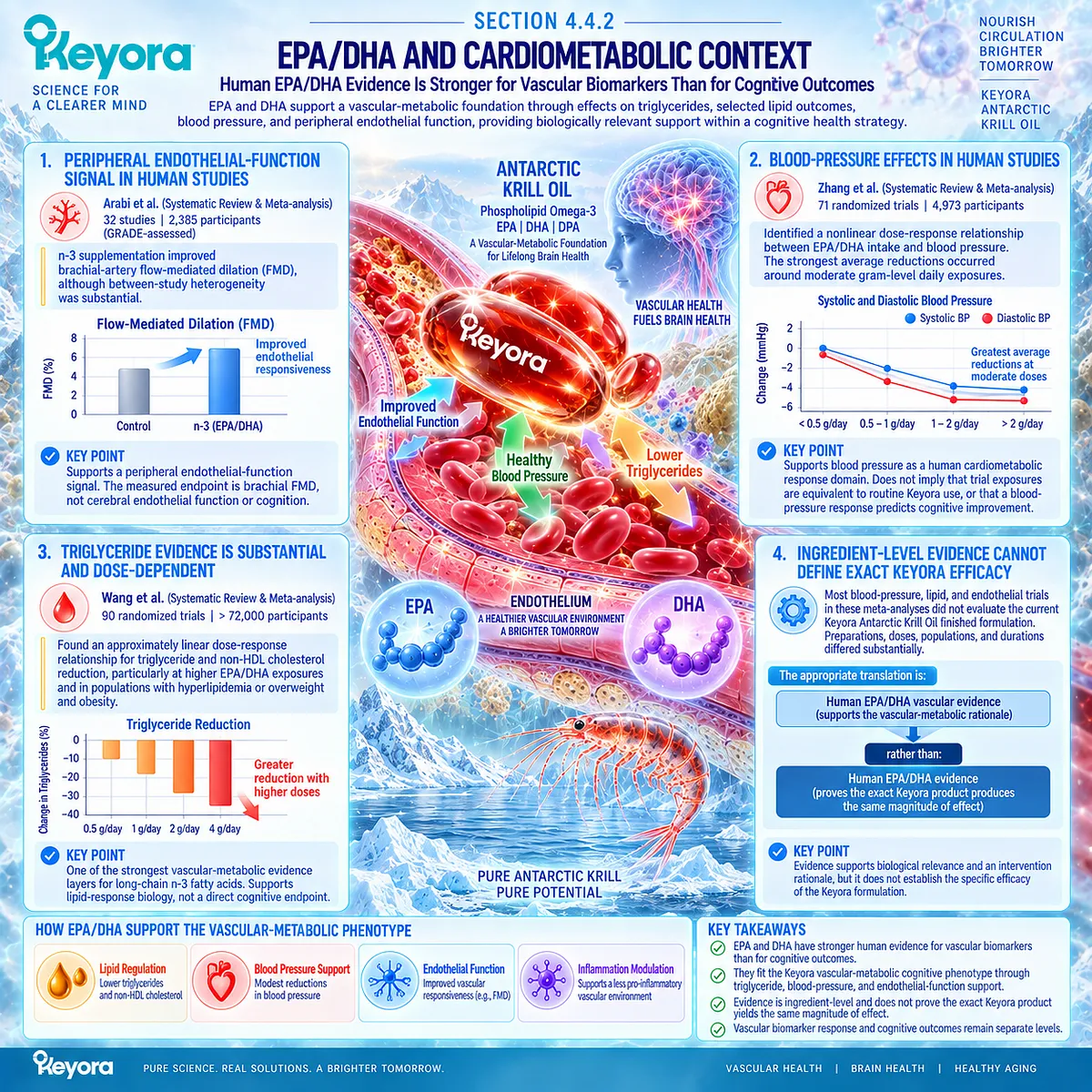 EPA/DHA support triglyceride, blood-pressure and endothelial-function responses, strengthening the Phospholipid Omega-3 rationale for Keyora Antarctic Krill Oil. EPA/DHA support triglyceride, blood-pressure and endothelial-function responses, strengthening the Phospholipid Omega-3 rationale for Keyora Antarctic Krill Oil.