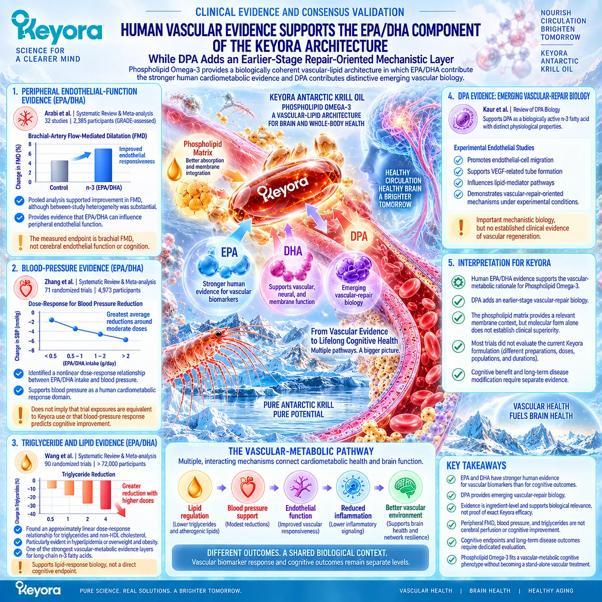 Phospholipid Omega-3 combines EPA/DHA cardiometabolic evidence with emerging DPA vascular-repair biology in the Keyora Antarctic Krill Oil architecture. Phospholipid Omega-3 combines EPA/DHA cardiometabolic evidence with emerging DPA vascular-repair biology in the Keyora Antarctic Krill Oil architecture.