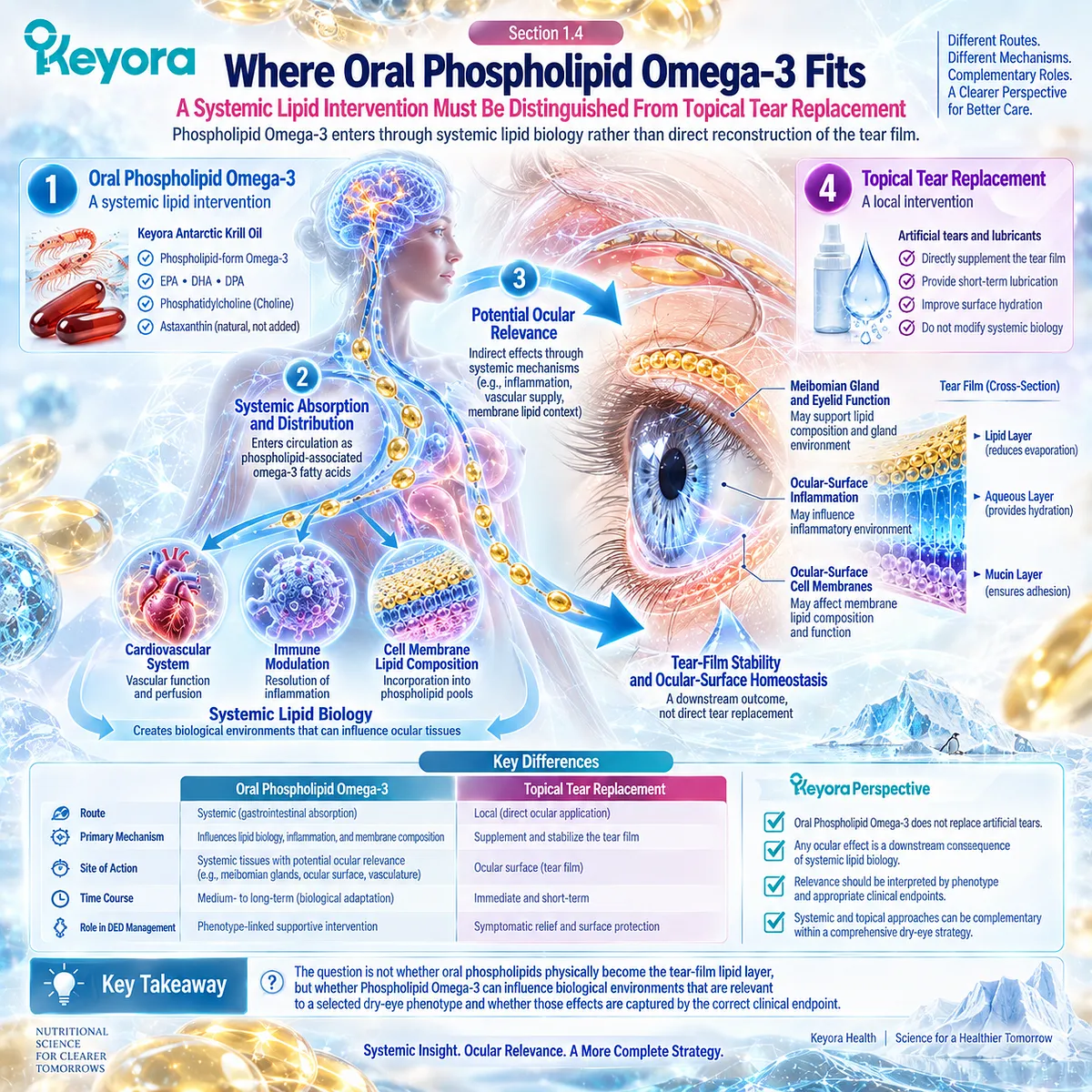 Phospholipid Omega-3 supports dry eye through systemic lipid biology rather than direct tear replacement, framed by Keyora’s Tear-Film Homeostasis and Ocular-Surface Response Matrix. Phospholipid Omega-3 supports dry eye through systemic lipid biology rather than direct tear replacement, framed by Keyora’s Tear-Film Homeostasis and Ocular-Surface Response Matrix.