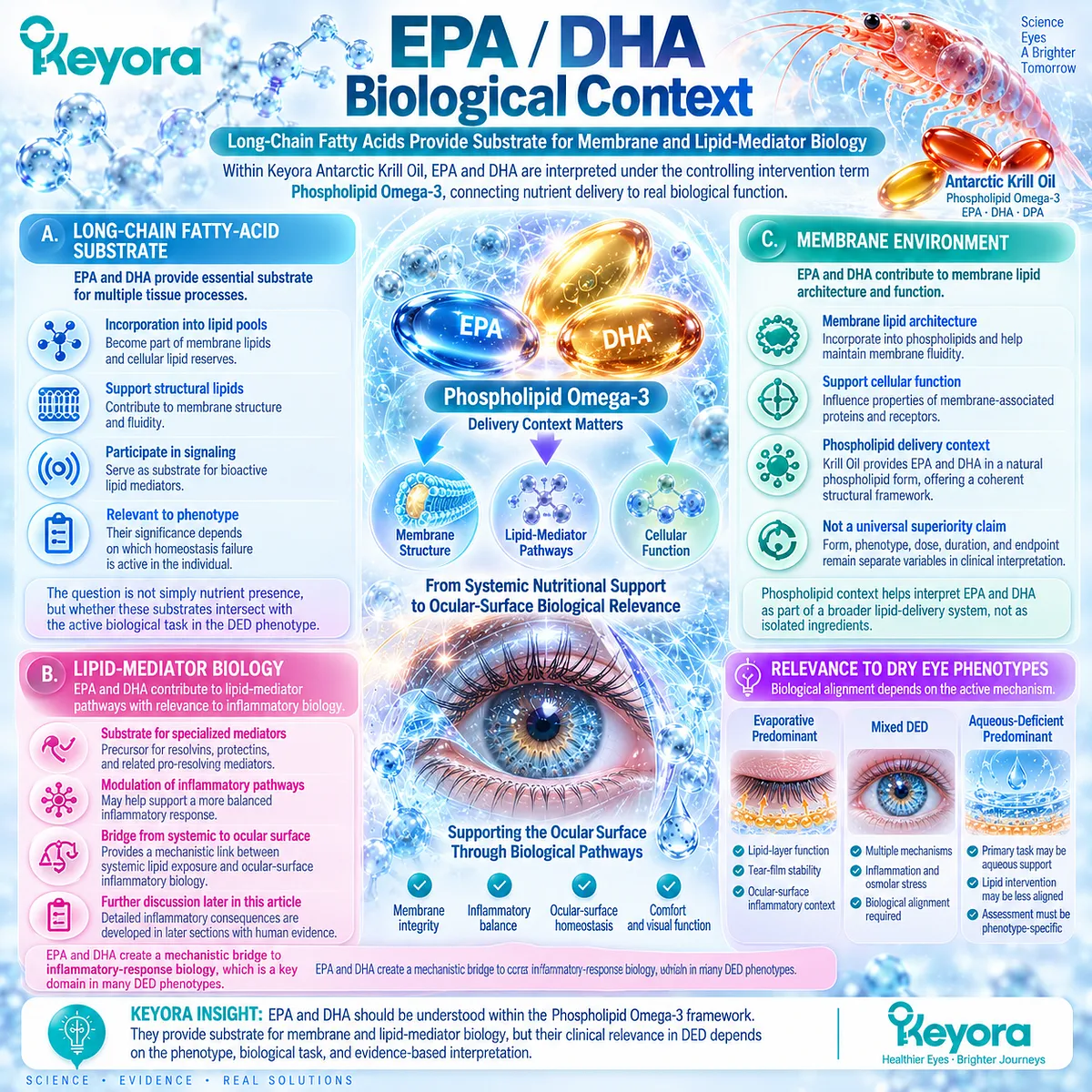 Phospholipid Omega-3 supplies EPA/DHA for membrane lipid architecture and lipid-mediator signaling relevant to dry eye homeostasis in Keyora’s Ocular-Surface Response Matrix. Phospholipid Omega-3 supplies EPA/DHA for membrane lipid architecture and lipid-mediator signaling relevant to dry eye homeostasis in Keyora’s Ocular-Surface Response Matrix.