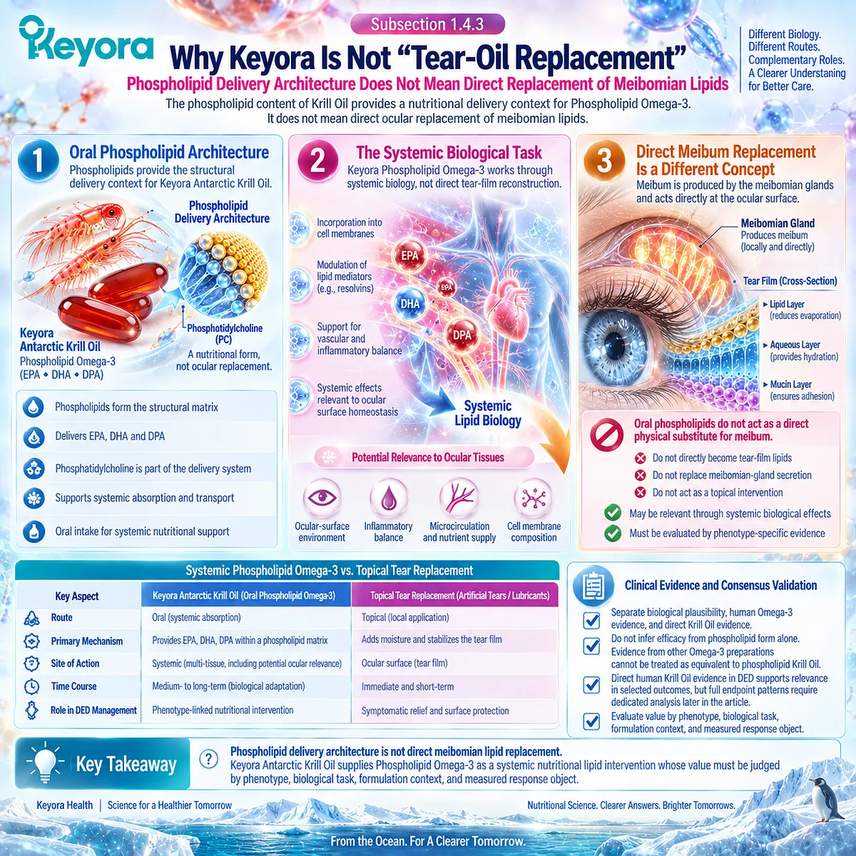 Phospholipid Omega-3 supports dry eye through systemic membrane and lipid-mediator biology, not direct meibomian lipid replacement, in Keyora’s Tear-Film Homeostasis Matrix. Phospholipid Omega-3 supports dry eye through systemic membrane and lipid-mediator biology, not direct meibomian lipid replacement, in Keyora’s Tear-Film Homeostasis Matrix.