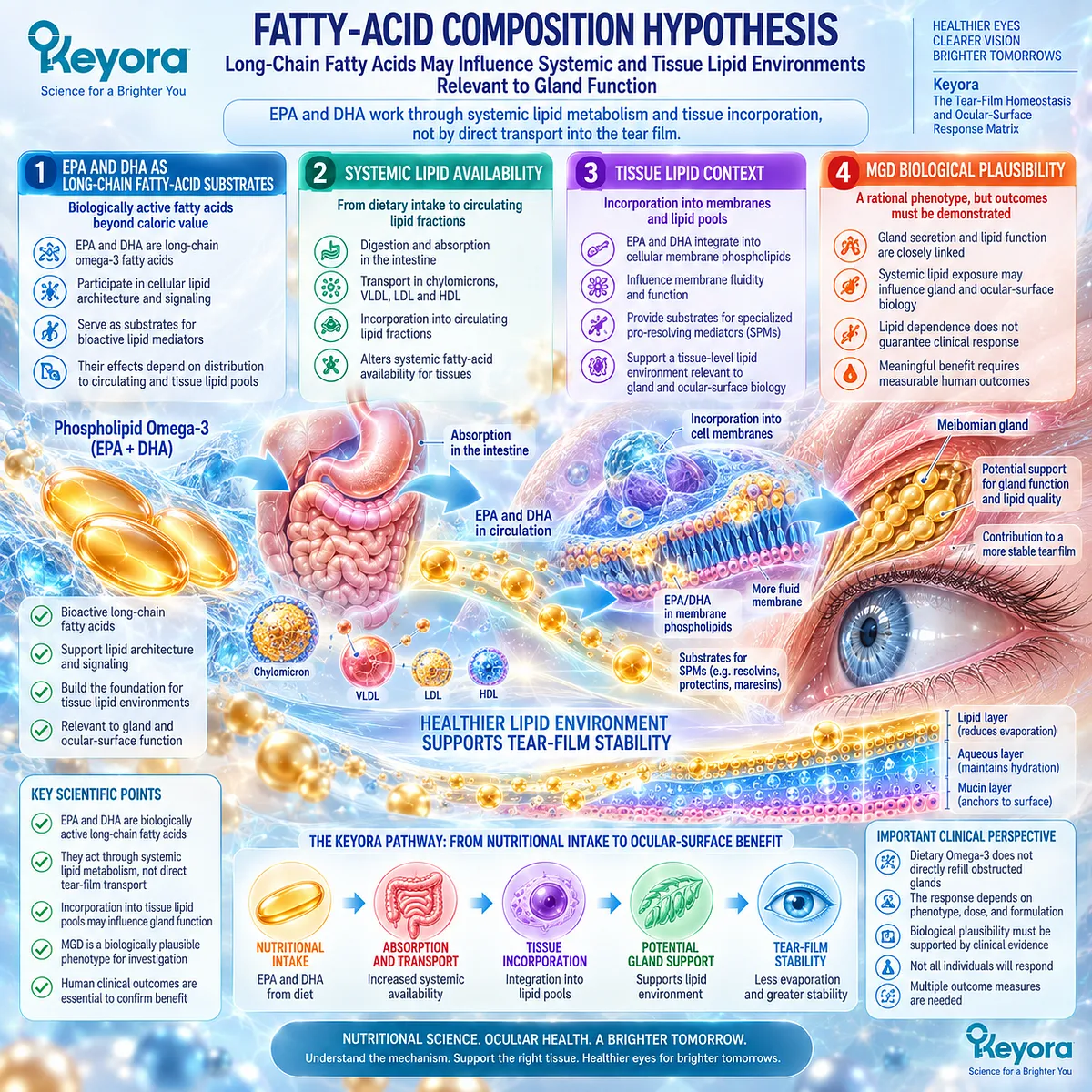 EPA and DHA influence systemic fatty-acid and membrane phospholipid pools, providing biological plausibility for MGD support within Keyora’s Phospholipid Omega-3 framework. EPA and DHA influence systemic fatty-acid and membrane phospholipid pools, providing biological plausibility for MGD support within Keyora’s Phospholipid Omega-3 framework.