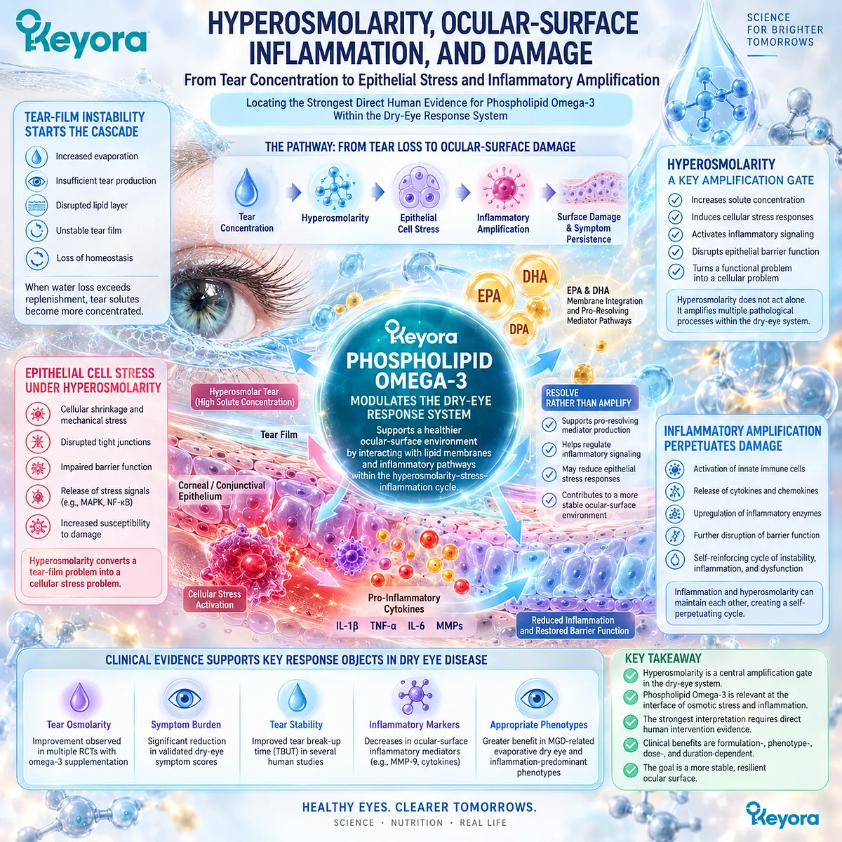Dry eye hyperosmolarity drives epithelial stress and inflammatory signaling, linking tear-film instability with Phospholipid Omega-3 in Keyora’s ocular-surface response framework. Dry eye hyperosmolarity drives epithelial stress and inflammatory signaling, linking tear-film instability with Phospholipid Omega-3 in Keyora’s ocular-surface response framework.