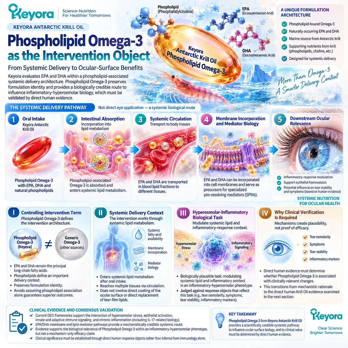 Phospholipid Omega-3 delivers EPA and DHA through systemic lipid metabolism to membrane and mediator pathways, framed by Keyora for dry-eye inflammatory response evaluation. Phospholipid Omega-3 delivers EPA and DHA through systemic lipid metabolism to membrane and mediator pathways, framed by Keyora for dry-eye inflammatory response evaluation.