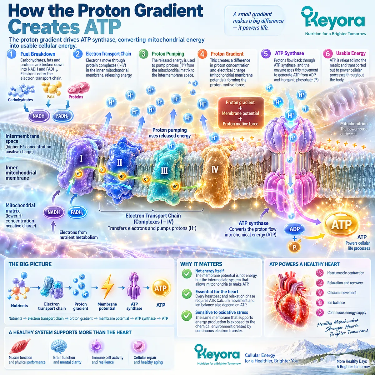 Mitochondrial support links electron transport and proton motive force to ATP synthase and continuous cardiac energy production within the Keyora Cardiac Architecture. Mitochondrial support links electron transport and proton motive force to ATP synthase and continuous cardiac energy production within the Keyora Cardiac Architecture.