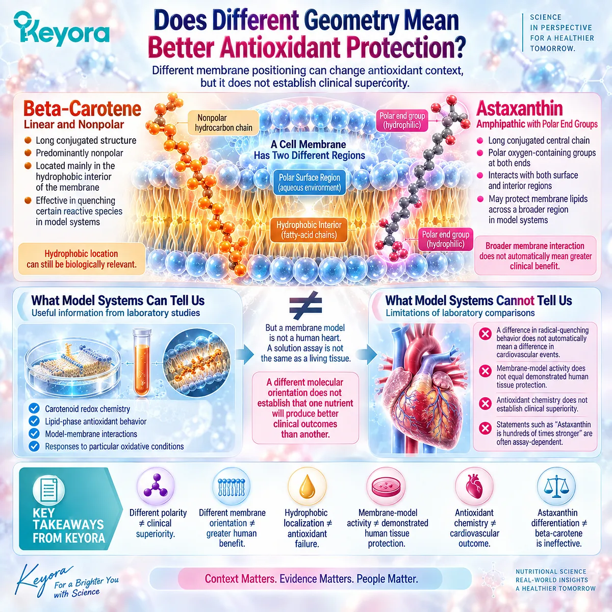 Astaxanthin and beta-carotene differ in membrane antioxidant geometry, but lipid bilayer positioning does not establish clinical superiority in the Keyora Astaxanthin EP-4 framework. Astaxanthin and beta-carotene differ in membrane antioxidant geometry, but lipid bilayer positioning does not establish clinical superiority in the Keyora Astaxanthin EP-4 framework.