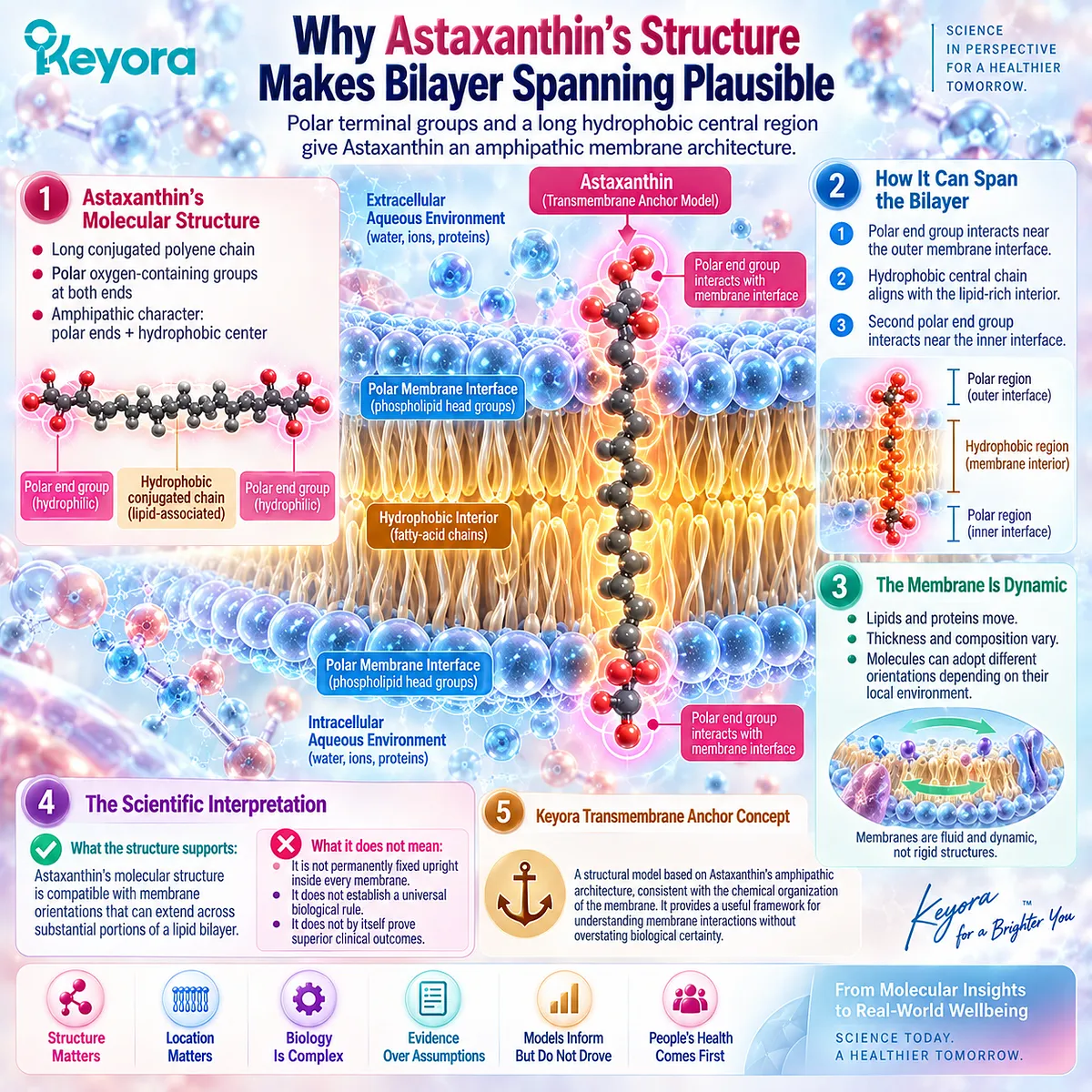 Astaxanthin’s amphipathic structure supports plausible lipid bilayer spanning, linking polar interfaces with the hydrophobic membrane core in Keyora’s Transmembrane Anchor. Astaxanthin’s amphipathic structure supports plausible lipid bilayer spanning, linking polar interfaces with the hydrophobic membrane core in Keyora’s Transmembrane Anchor.