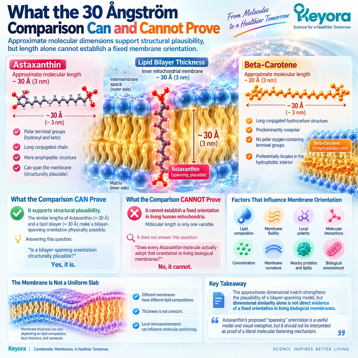 Astaxanthin’s ~30 Å molecular length supports plausible lipid bilayer spanning, but membrane thickness alone cannot prove fixed orientation in Keyora’s Transmembrane Anchor model. Astaxanthin’s ~30 Å molecular length supports plausible lipid bilayer spanning, but membrane thickness alone cannot prove fixed orientation in Keyora’s Transmembrane Anchor model.