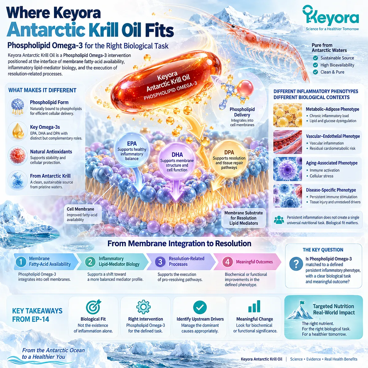 Phospholipid Omega-3 from Keyora Antarctic Krill Oil links EPA, DHA and DPA membrane availability with inflammatory lipid-mediator and resolution biology. Phospholipid Omega-3 from Keyora Antarctic Krill Oil links EPA, DHA and DPA membrane availability with inflammatory lipid-mediator and resolution biology.