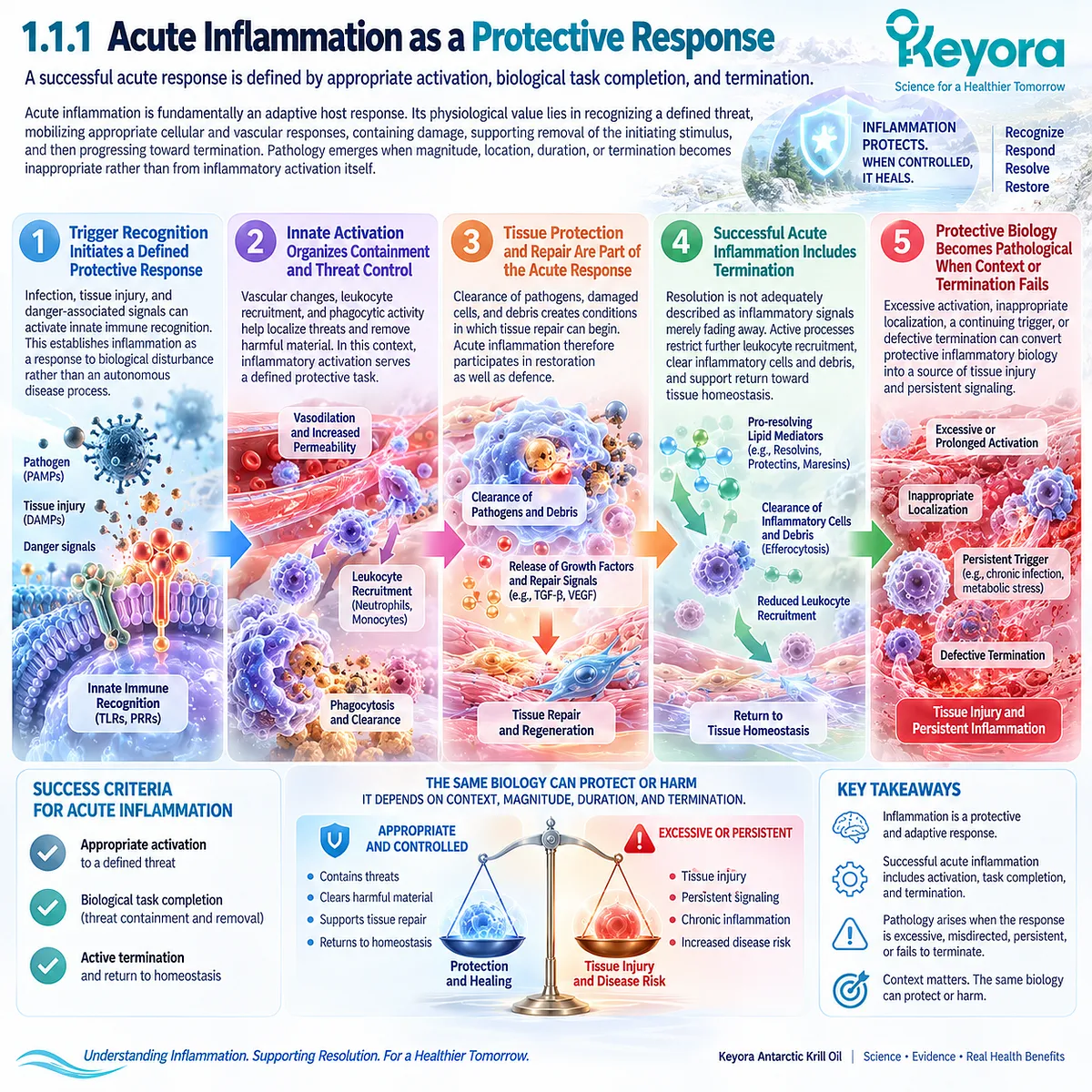 Acute inflammation coordinates innate immune activation, leukocyte recruitment, threat clearance and active resolution in Keyora The Persistent Inflammation-Resolution Matrix. Acute inflammation coordinates innate immune activation, leukocyte recruitment, threat clearance and active resolution in Keyora The Persistent Inflammation-Resolution Matrix.