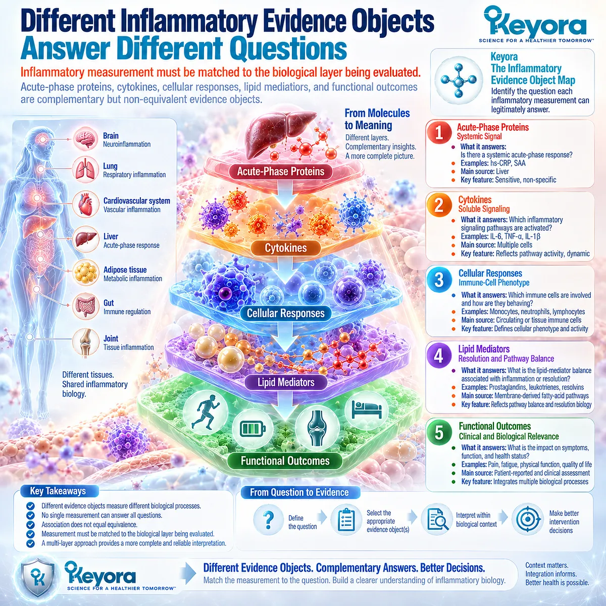 Inflammation assessment separates acute-phase proteins, cytokines, immune cells, lipid mediators and function in Keyora The Inflammatory Evidence Object Map. Inflammation assessment separates acute-phase proteins, cytokines, immune cells, lipid mediators and function in Keyora The Inflammatory Evidence Object Map.