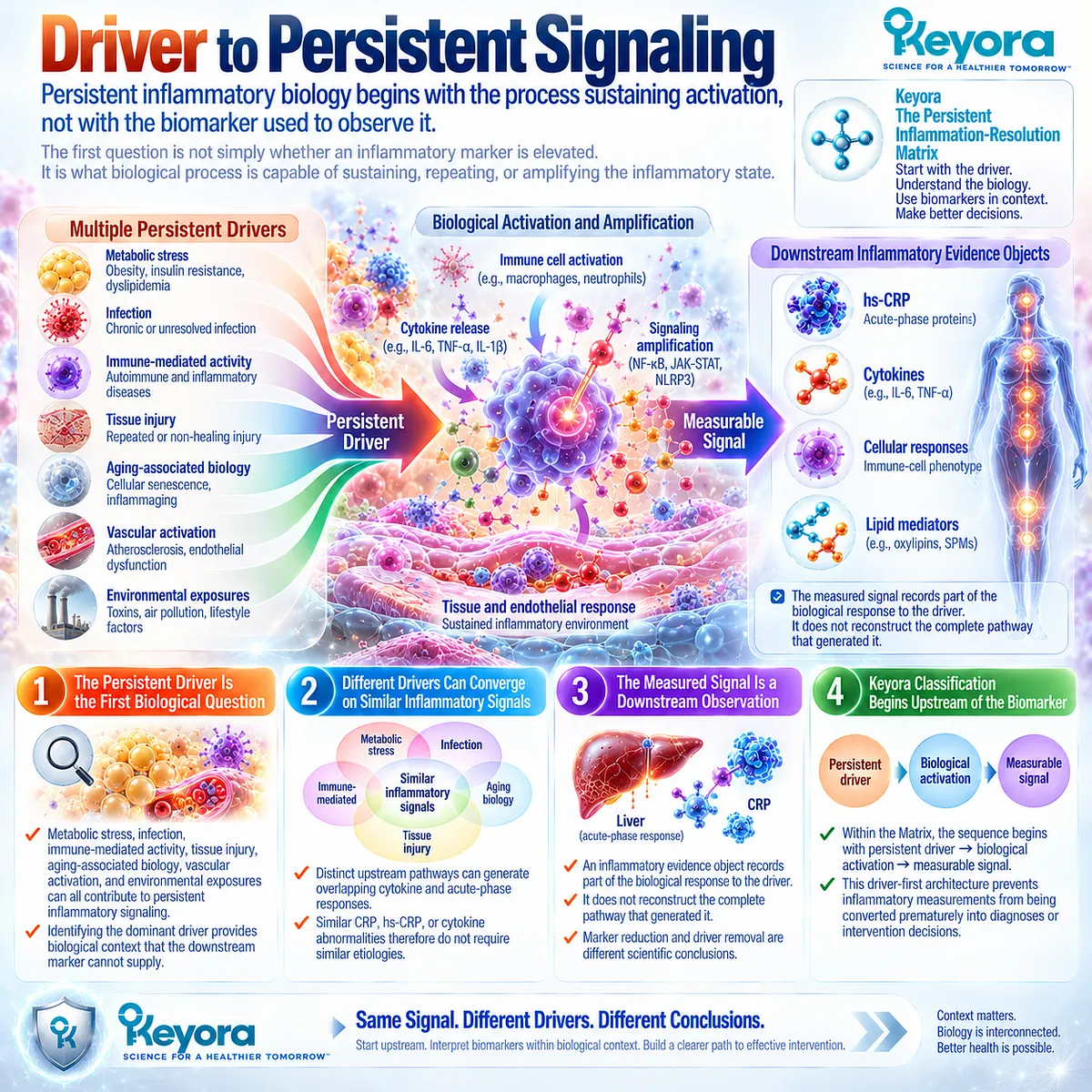 Persistent inflammation begins with metabolic, immune, tissue or vascular drivers that converge on biomarkers in Keyora The Persistent Inflammation-Resolution Matrix. Persistent inflammation begins with metabolic, immune, tissue or vascular drivers that converge on biomarkers in Keyora The Persistent Inflammation-Resolution Matrix.