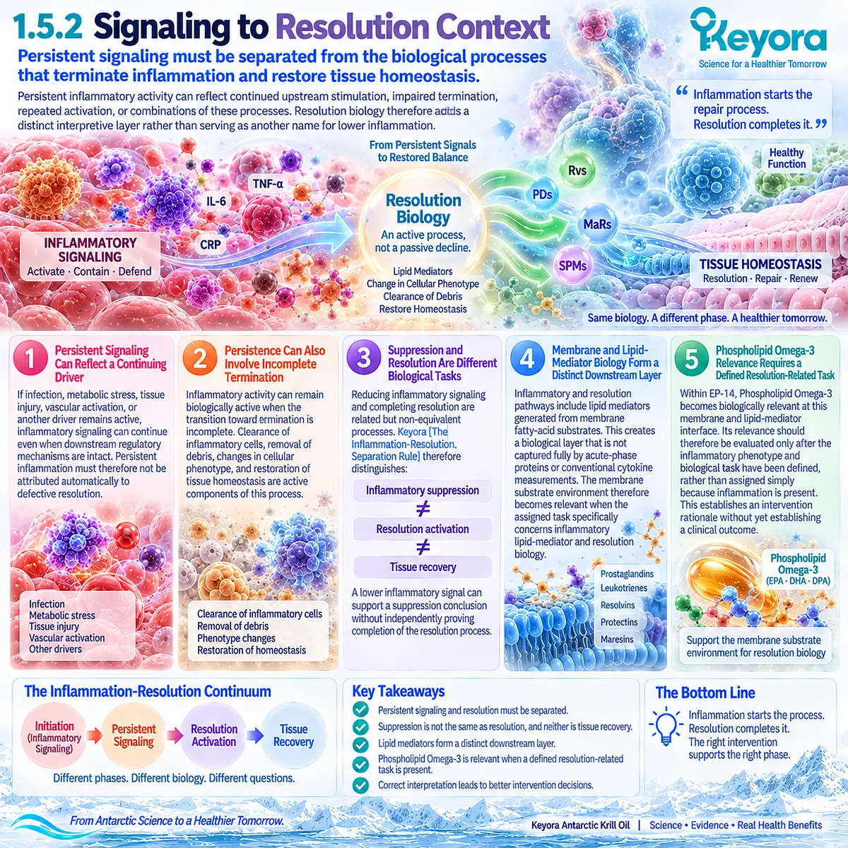 Persistent inflammation separates suppression from lipid-mediator resolution and tissue recovery, framing Phospholipid Omega-3 in Keyora The Inflammation-Resolution Separation Rule. Persistent inflammation separates suppression from lipid-mediator resolution and tissue recovery, framing Phospholipid Omega-3 in Keyora The Inflammation-Resolution Separation Rule.