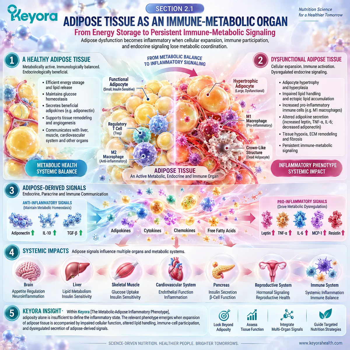 Adipose inflammation links dysfunctional lipid handling, immune-cell activity, and endocrine signaling to persistent metabolic stress in Keyora’s Metabolic-Adipose Inflammatory Phenotype. Adipose inflammation links dysfunctional lipid handling, immune-cell activity, and endocrine signaling to persistent metabolic stress in Keyora’s Metabolic-Adipose Inflammatory Phenotype.