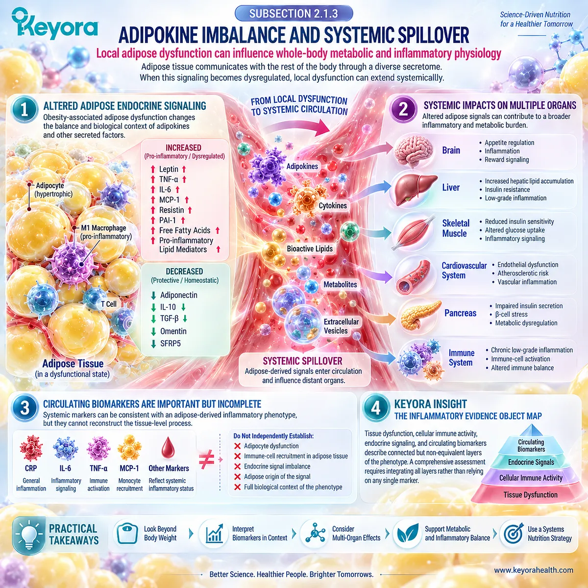 Adipokine imbalance links adipose dysfunction to systemic inflammation through endocrine spillover, mapped as distinct evidence layers by Keyora’s Inflammatory Evidence Object Map. Adipokine imbalance links adipose dysfunction to systemic inflammation through endocrine spillover, mapped as distinct evidence layers by Keyora’s Inflammatory Evidence Object Map.