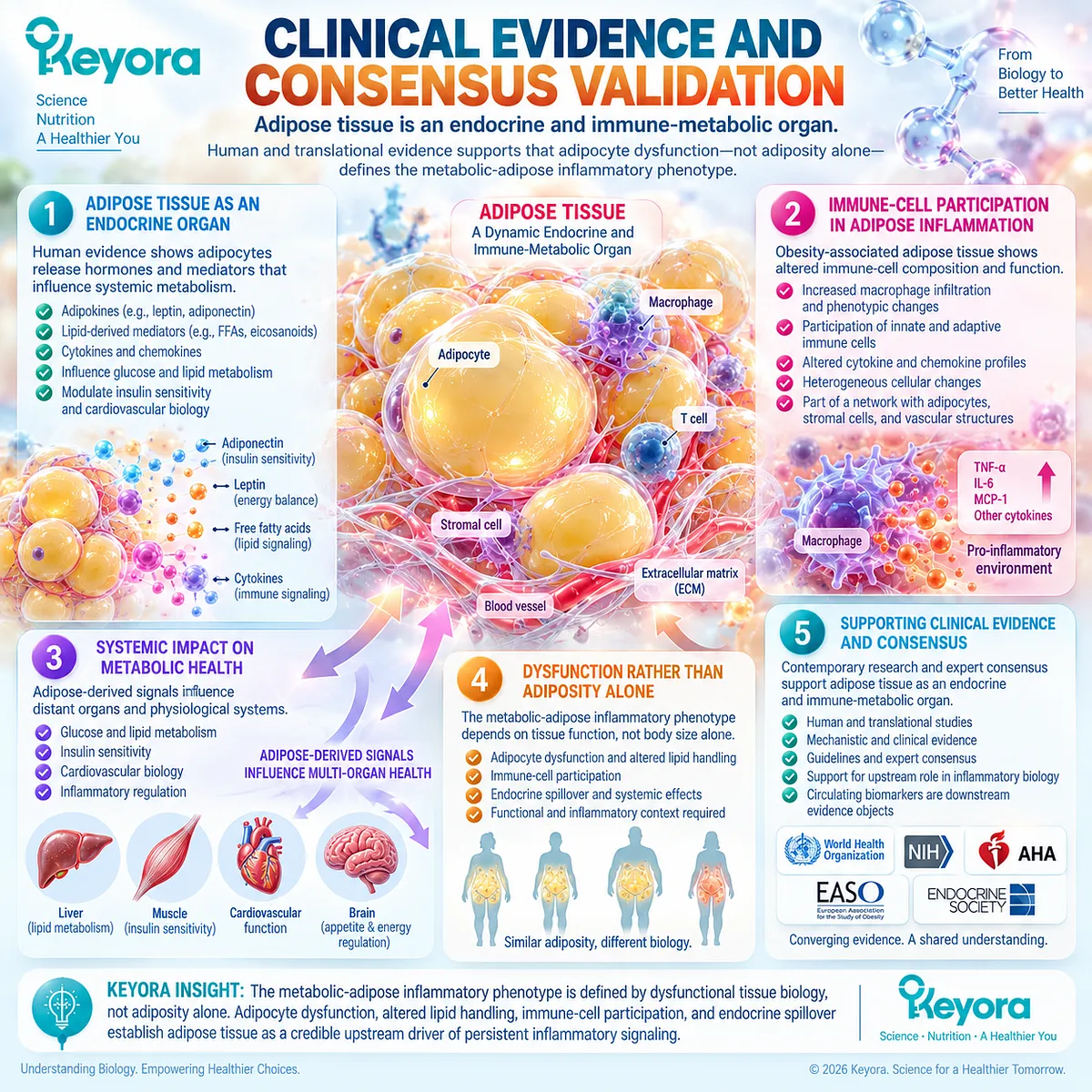 Adipose inflammation reflects adipocyte dysfunction, altered lipid handling, immune-cell activity, and endocrine spillover in Keyora’s Metabolic-Adipose Inflammatory Phenotype. Adipose inflammation reflects adipocyte dysfunction, altered lipid handling, immune-cell activity, and endocrine spillover in Keyora’s Metabolic-Adipose Inflammatory Phenotype.