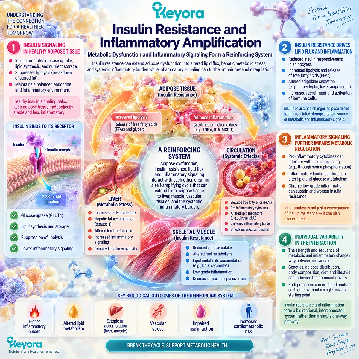 Insulin resistance links impaired adipose lipid control, fatty-acid flux, and inflammatory signaling to metabolic stress in Keyora’s Metabolic-Adipose Inflammatory Phenotype. Insulin resistance links impaired adipose lipid control, fatty-acid flux, and inflammatory signaling to metabolic stress in Keyora’s Metabolic-Adipose Inflammatory Phenotype.