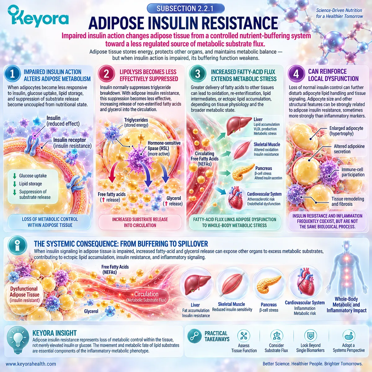 Adipose insulin resistance weakens lipolysis control, increasing fatty-acid flux and metabolic stress within Keyora’s Metabolic-Adipose Inflammatory Phenotype. Adipose insulin resistance weakens lipolysis control, increasing fatty-acid flux and metabolic stress within Keyora’s Metabolic-Adipose Inflammatory Phenotype.