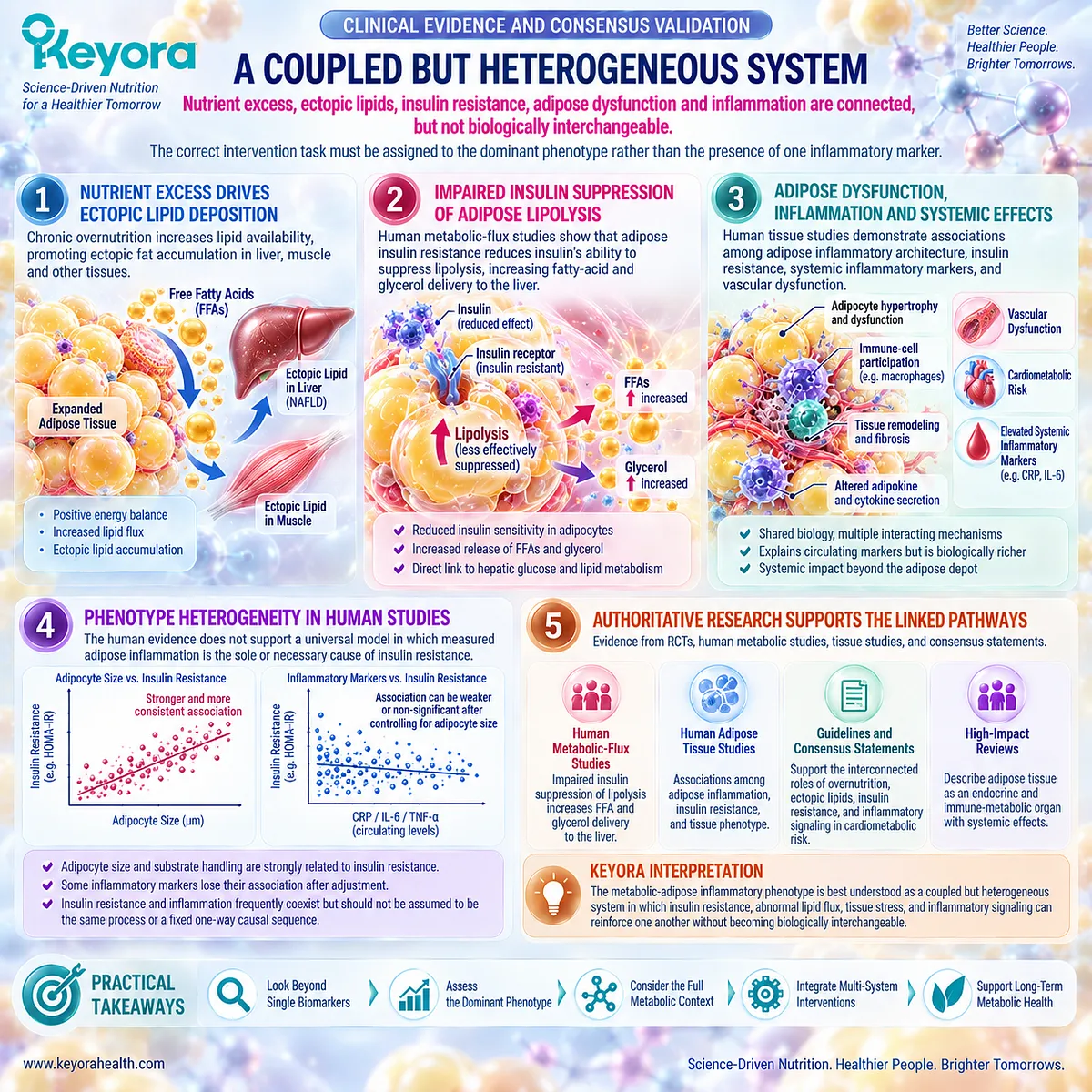 Insulin resistance, abnormal lipid flux, tissue stress, and inflammatory signaling form a heterogeneous network in Keyora’s Metabolic-Adipose Inflammatory Phenotype. Insulin resistance, abnormal lipid flux, tissue stress, and inflammatory signaling form a heterogeneous network in Keyora’s Metabolic-Adipose Inflammatory Phenotype.