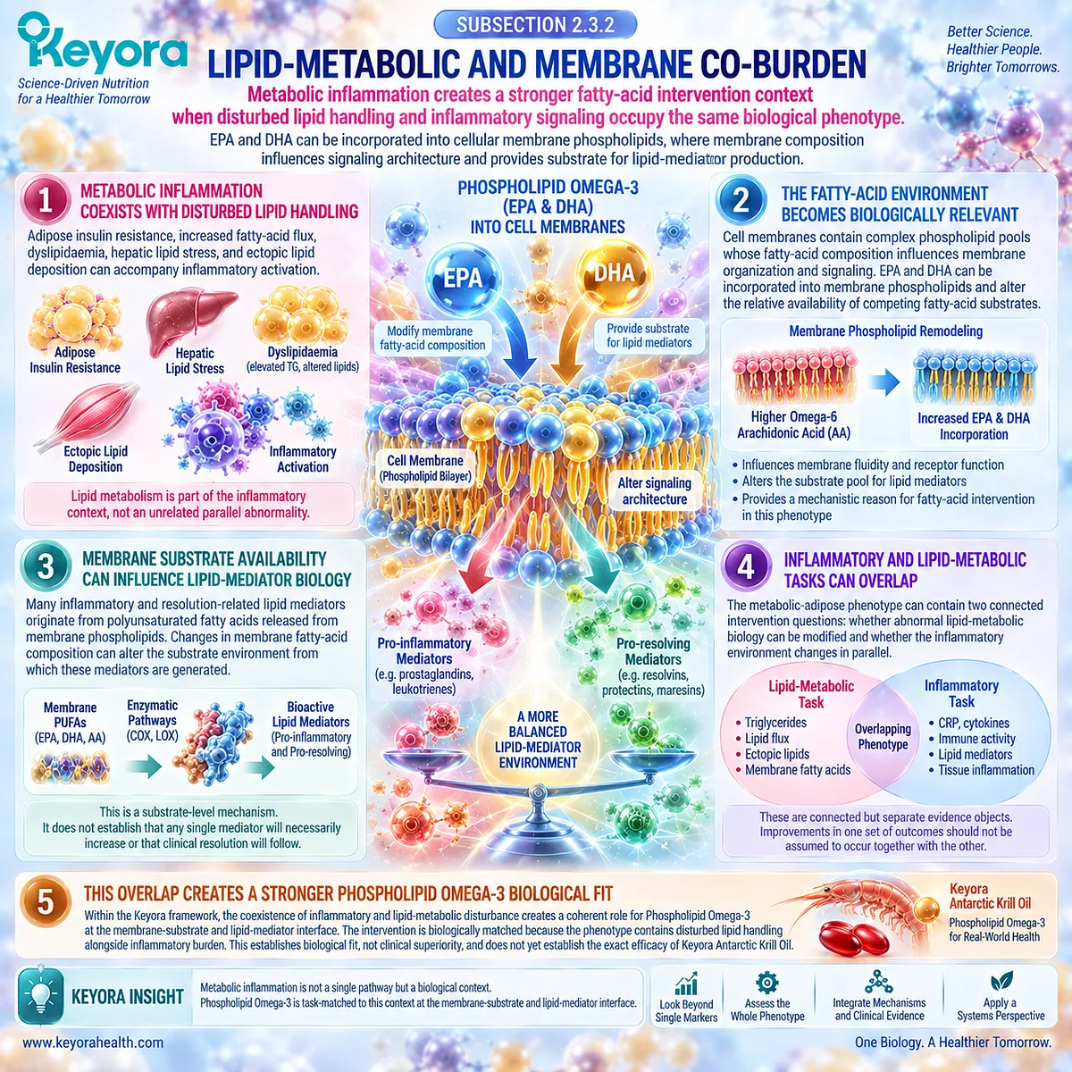 Phospholipid Omega-3 links metabolic inflammation and lipid dysfunction through EPA-DHA membrane phospholipids and lipid-mediator substrates in the Keyora framework. Phospholipid Omega-3 links metabolic inflammation and lipid dysfunction through EPA-DHA membrane phospholipids and lipid-mediator substrates in the Keyora framework.