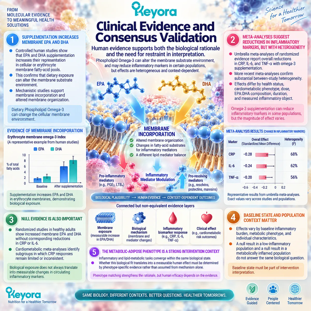 Phospholipid Omega-3 supports EPA-DHA membrane incorporation, while inflammatory biomarker response varies by phenotype in Keyora’s Inflammatory Evidence Object Map. Phospholipid Omega-3 supports EPA-DHA membrane incorporation, while inflammatory biomarker response varies by phenotype in Keyora’s Inflammatory Evidence Object Map.