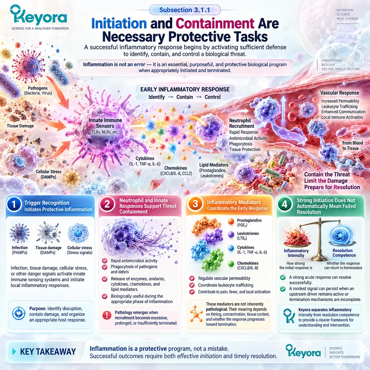 Inflammatory response uses innate immune sensing and neutrophil recruitment for threat containment, while Keyora separates inflammatory intensity from resolution competence. Inflammatory response uses innate immune sensing and neutrophil recruitment for threat containment, while Keyora separates inflammatory intensity from resolution competence.