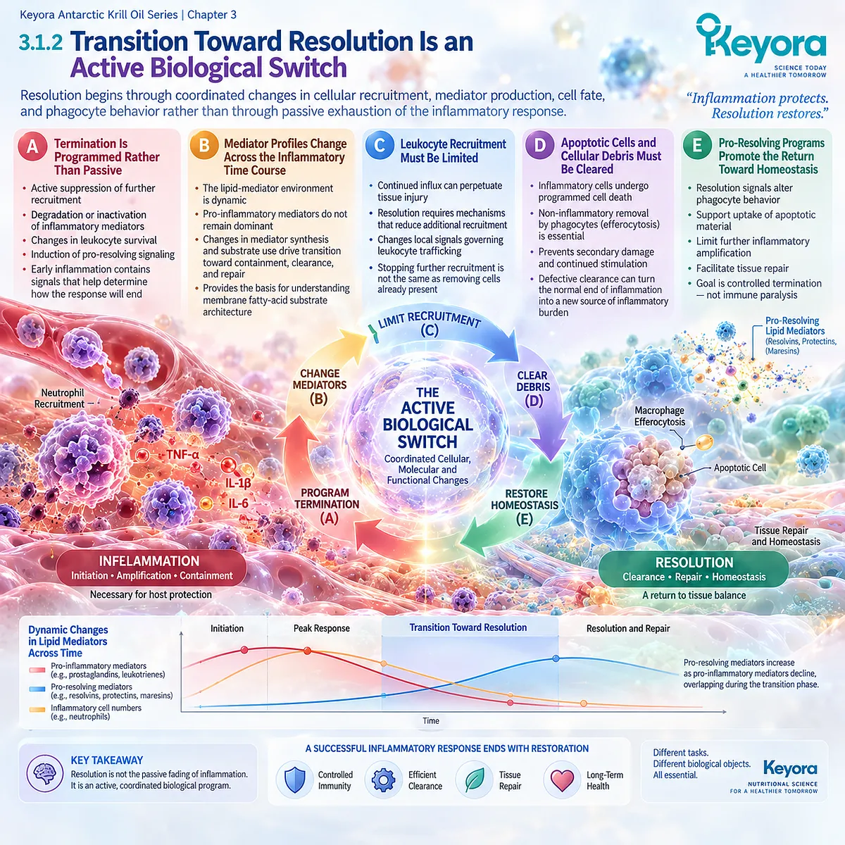 Inflammatory resolution coordinates lipid-mediator switching, neutrophil limitation and efferocytosis to support tissue homeostasis in Keyora’s Resolution Architecture. Inflammatory resolution coordinates lipid-mediator switching, neutrophil limitation and efferocytosis to support tissue homeostasis in Keyora’s Resolution Architecture.