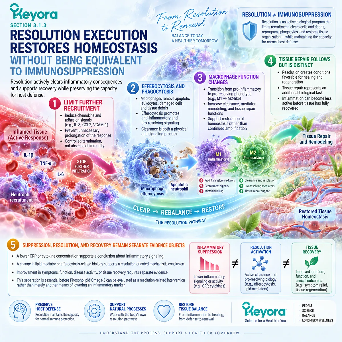 Inflammatory resolution uses efferocytosis, macrophage remodeling and cellular clearance to support tissue homeostasis under Keyora’s Inflammation-Resolution Separation Rule. Inflammatory resolution uses efferocytosis, macrophage remodeling and cellular clearance to support tissue homeostasis under Keyora’s Inflammation-Resolution Separation Rule.