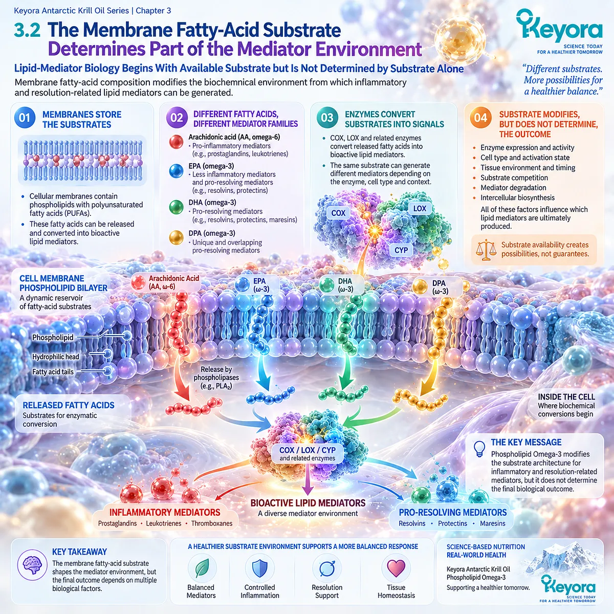 Phospholipid Omega-3 modifies EPA-DHA-DPA membrane fatty-acid substrates for inflammatory and resolution lipid mediators within Keyora’s Resolution Architecture. Phospholipid Omega-3 modifies EPA-DHA-DPA membrane fatty-acid substrates for inflammatory and resolution lipid mediators within Keyora’s Resolution Architecture.