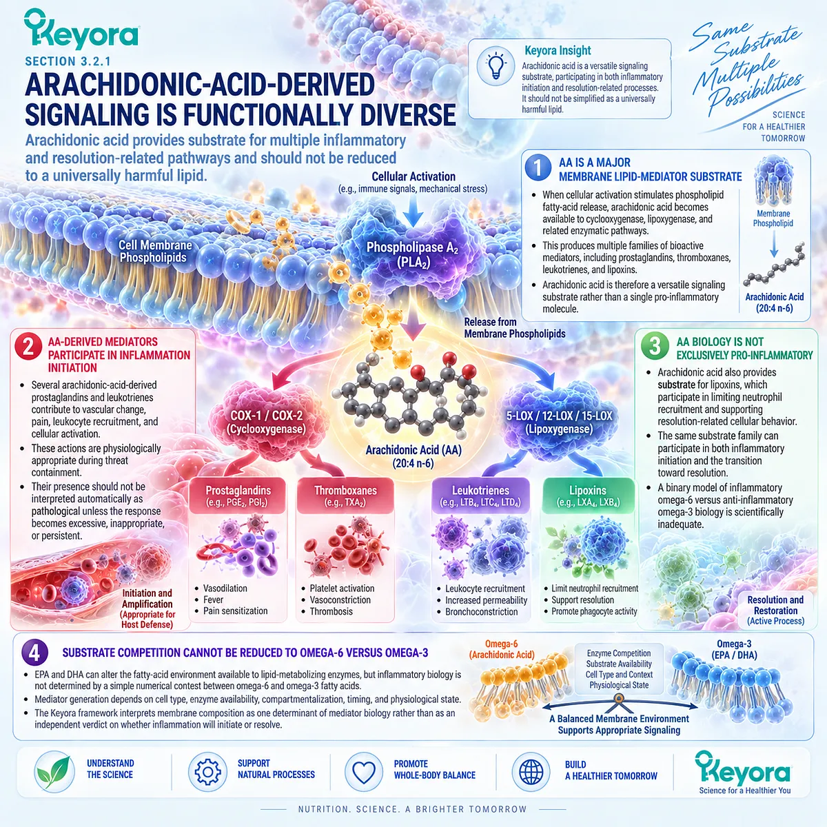 Inflammatory balance depends partly on arachidonic acid membrane signaling through prostaglandins, leukotrienes and lipoxins, mapped by Keyora’s Resolution Architecture. Inflammatory balance depends partly on arachidonic acid membrane signaling through prostaglandins, leukotrienes and lipoxins, mapped by Keyora’s Resolution Architecture.