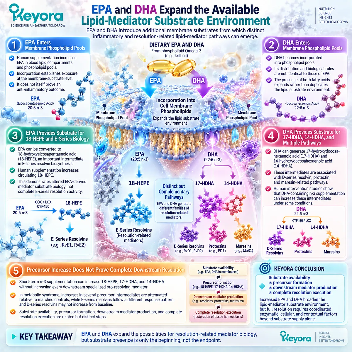 Phospholipid Omega-3 EPA and DHA expand membrane substrates for 18-HEPE, 17-HDHA and 14-HDHA pathways, mapped by Keyora’s Resolution Architecture. Phospholipid Omega-3 EPA and DHA expand membrane substrates for 18-HEPE, 17-HDHA and 14-HDHA pathways, mapped by Keyora’s Resolution Architecture.