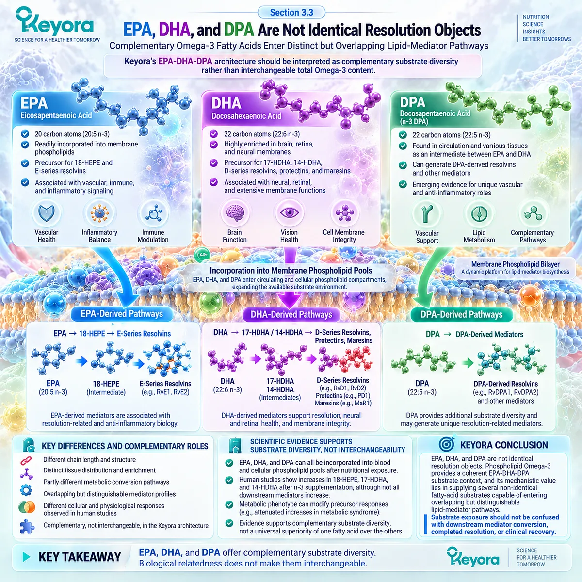 Phospholipid Omega-3 EPA, DHA and DPA provide complementary substrates for distinct lipid-mediator and inflammatory resolution pathways in Keyora’s Resolution Architecture. Phospholipid Omega-3 EPA, DHA and DPA provide complementary substrates for distinct lipid-mediator and inflammatory resolution pathways in Keyora’s Resolution Architecture.