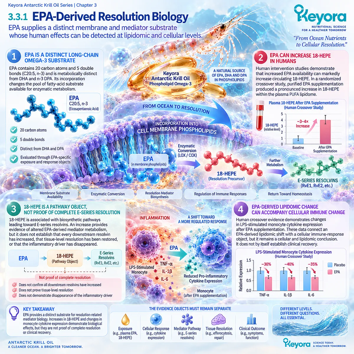 Phospholipid Omega-3 EPA supports 18-HEPE formation and E-series resolution-related lipid signaling, mapped as a distinct substrate in Keyora’s Resolution Architecture. Phospholipid Omega-3 EPA supports 18-HEPE formation and E-series resolution-related lipid signaling, mapped as a distinct substrate in Keyora’s Resolution Architecture.