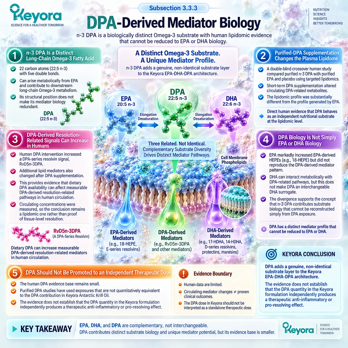 Phospholipid Omega-3 DPA supports distinct DPA-derived lipid-mediator pathways, adding non-identical substrate diversity to Keyora’s EPA-DHA-DPA Resolution Architecture. Phospholipid Omega-3 DPA supports distinct DPA-derived lipid-mediator pathways, adding non-identical substrate diversity to Keyora’s EPA-DHA-DPA Resolution Architecture.