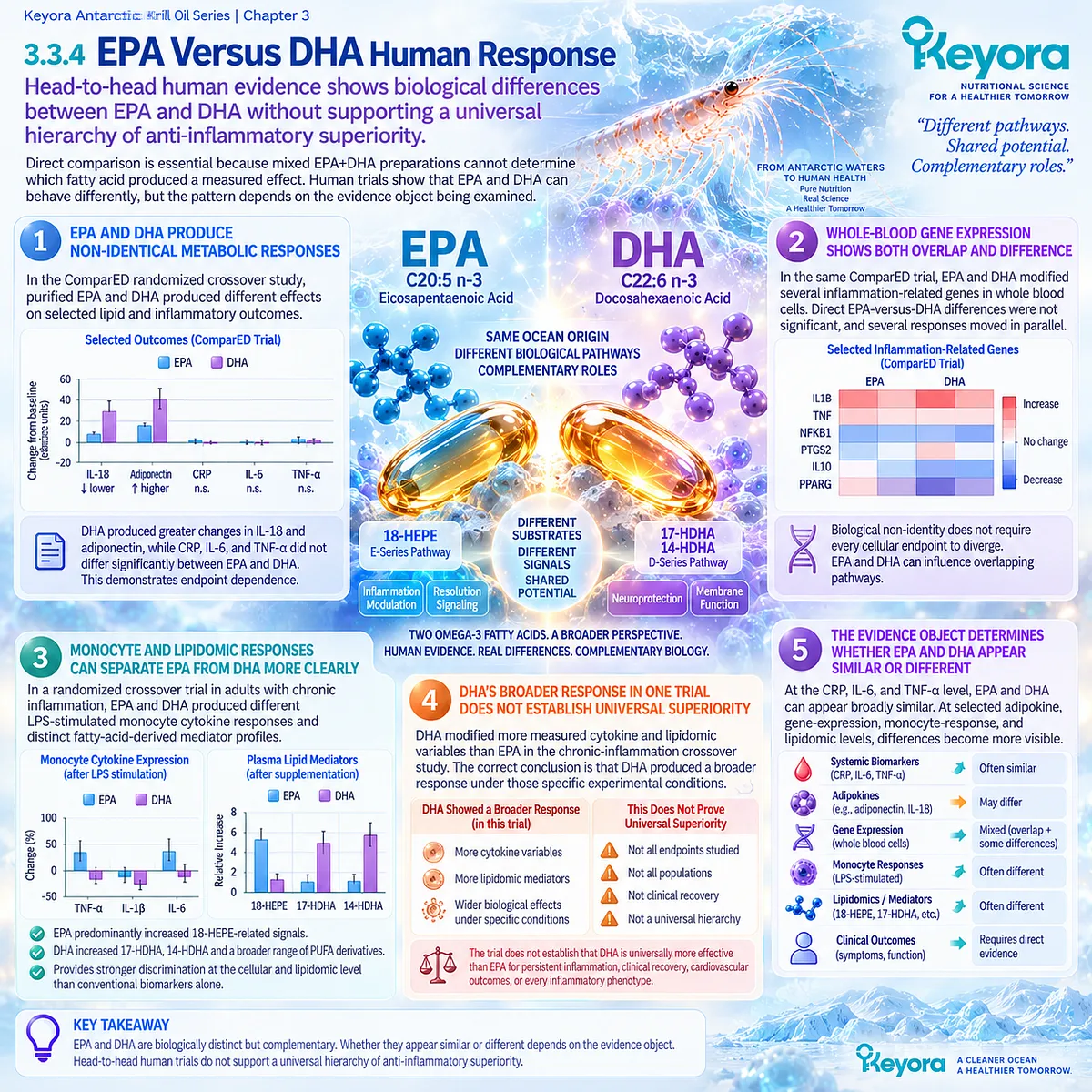 Phospholipid Omega-3 EPA and DHA show endpoint-dependent differences in inflammatory biomarkers, monocyte responses and lipidomics on Keyora’s Inflammatory Evidence Object Map. Phospholipid Omega-3 EPA and DHA show endpoint-dependent differences in inflammatory biomarkers, monocyte responses and lipidomics on Keyora’s Inflammatory Evidence Object Map.