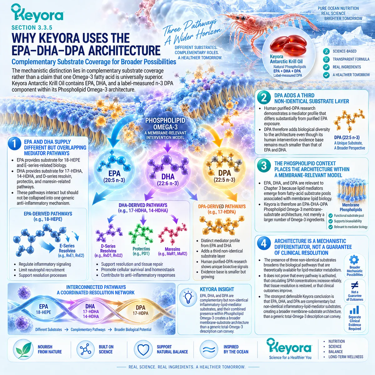 Phospholipid Omega-3 combines EPA, DHA and DPA as complementary membrane substrates for diverse inflammatory lipid-mediator pathways in Keyora’s Resolution Architecture. Phospholipid Omega-3 combines EPA, DHA and DPA as complementary membrane substrates for diverse inflammatory lipid-mediator pathways in Keyora’s Resolution Architecture.