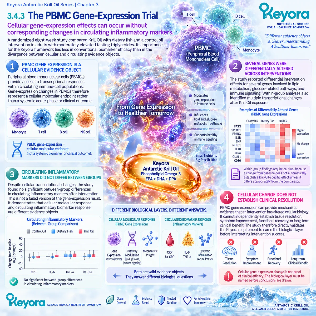 Krill Oil altered PBMC gene-expression pathways without parallel inflammatory biomarker changes, illustrating Keyora’s Inflammatory Evidence Object Map across biological layers. Krill Oil altered PBMC gene-expression pathways without parallel inflammatory biomarker changes, illustrating Keyora’s Inflammatory Evidence Object Map across biological layers.