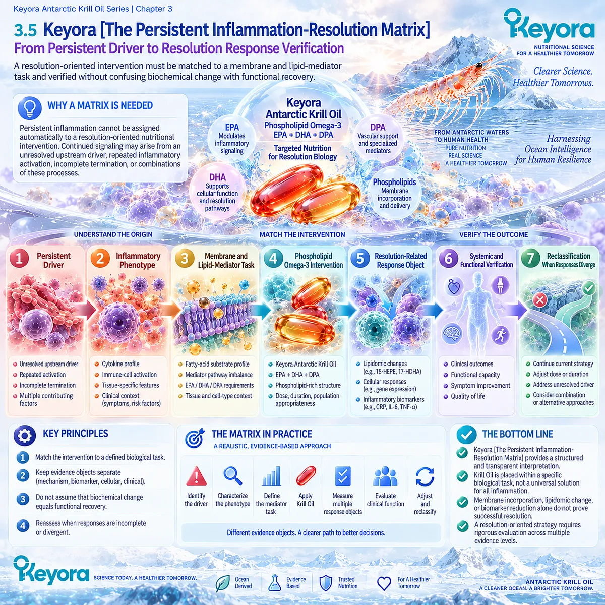 Phospholipid Omega-3 maps persistent inflammation from upstream drivers through membrane lipid-mediator tasks to response verification in Keyora’s Inflammation-Resolution Matrix. Phospholipid Omega-3 maps persistent inflammation from upstream drivers through membrane lipid-mediator tasks to response verification in Keyora’s Inflammation-Resolution Matrix.