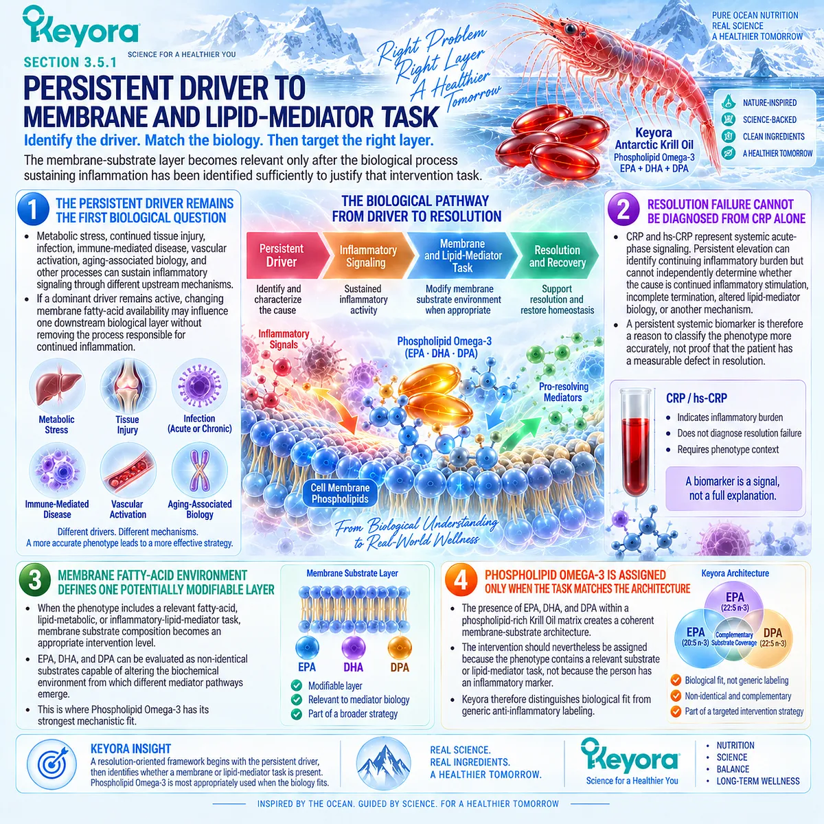Persistent inflammation requires driver-first assessment before Phospholipid Omega-3 targets membrane fatty-acid and lipid-mediator biology in Keyora’s Resolution Matrix. Persistent inflammation requires driver-first assessment before Phospholipid Omega-3 targets membrane fatty-acid and lipid-mediator biology in Keyora’s Resolution Matrix.