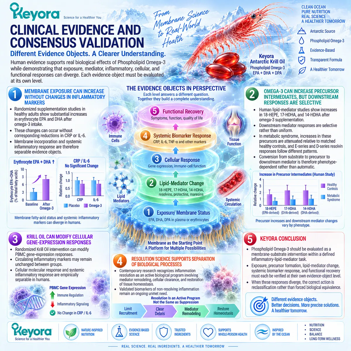Phospholipid Omega-3 responses can diverge across membrane exposure, lipid mediators, inflammatory biomarkers and function in Keyora’s Resolution Matrix. Phospholipid Omega-3 responses can diverge across membrane exposure, lipid mediators, inflammatory biomarkers and function in Keyora’s Resolution Matrix.