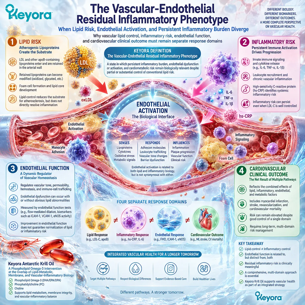 Phospholipid Omega-3 links vascular inflammation and endothelial function beyond lipid control, framing Keyora’s Vascular-Endothelial Residual Inflammatory Phenotype. Phospholipid Omega-3 links vascular inflammation and endothelial function beyond lipid control, framing Keyora’s Vascular-Endothelial Residual Inflammatory Phenotype.