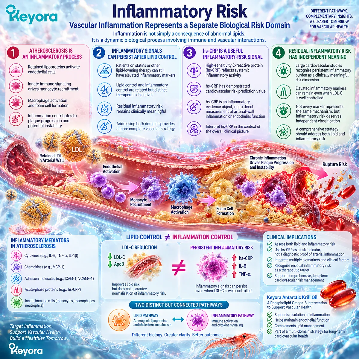 Residual inflammatory risk links endothelial activation, immune-cell recruitment and hs-CRP beyond lipid control in Keyora’s Vascular-Endothelial Residual Inflammatory Phenotype. Residual inflammatory risk links endothelial activation, immune-cell recruitment and hs-CRP beyond lipid control in Keyora’s Vascular-Endothelial Residual Inflammatory Phenotype.