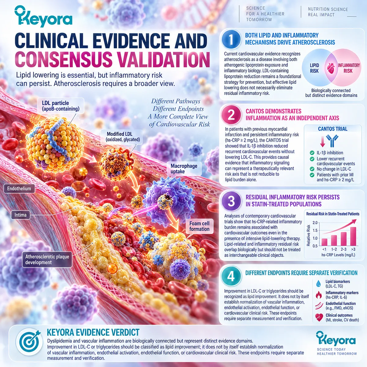 Residual inflammatory risk can persist after LDL-C improvement, with hs-CRP evidence supporting Keyora’s separation of lipid, inflammatory and endothelial response domains. Residual inflammatory risk can persist after LDL-C improvement, with hs-CRP evidence supporting Keyora’s separation of lipid, inflammatory and endothelial response domains.