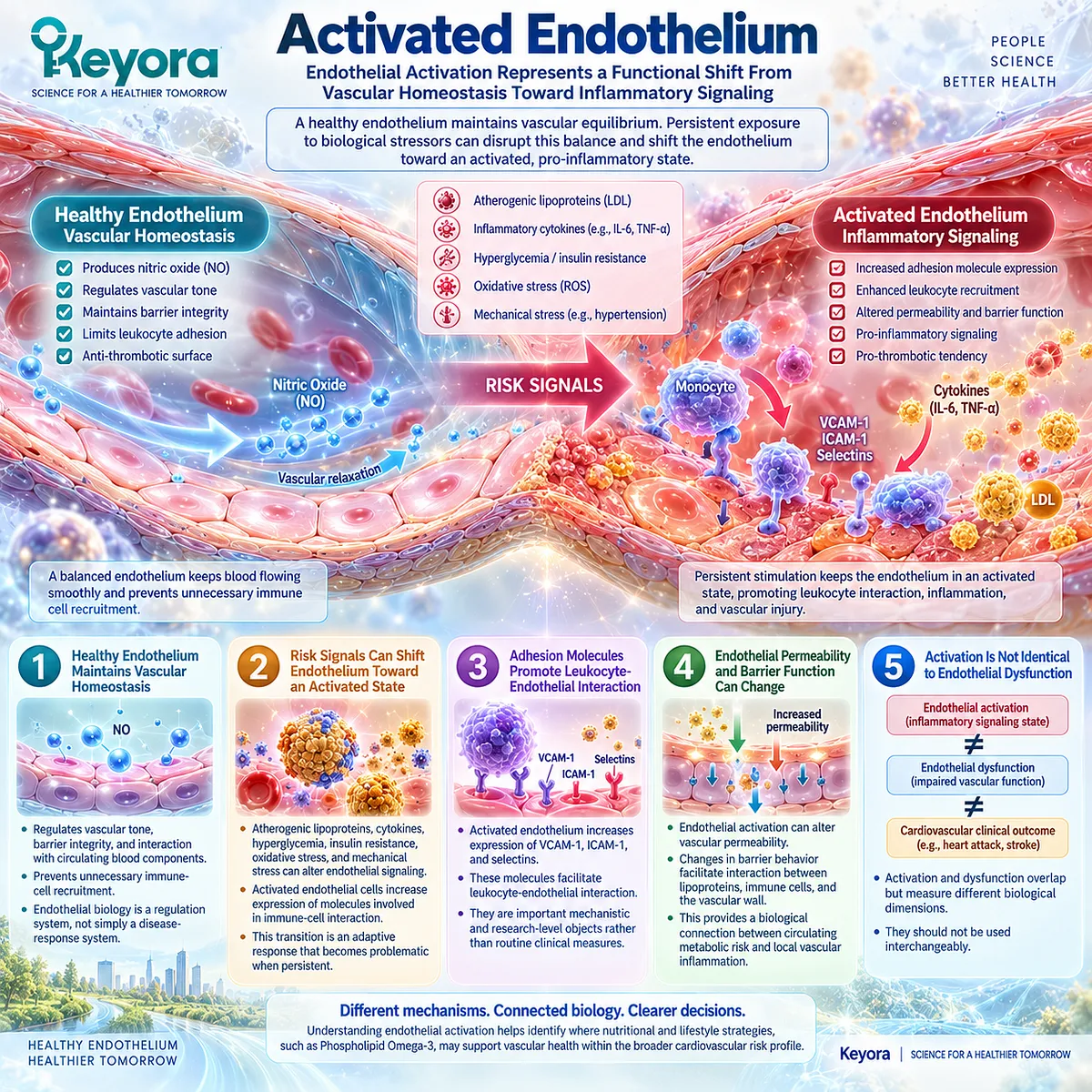 Endothelial activation links oxidative stress to VCAM-1, ICAM-1 and leukocyte adhesion while remaining distinct from dysfunction in Keyora’s Endothelial Inflammatory Interface Concept. Endothelial activation links oxidative stress to VCAM-1, ICAM-1 and leukocyte adhesion while remaining distinct from dysfunction in Keyora’s Endothelial Inflammatory Interface Concept.
