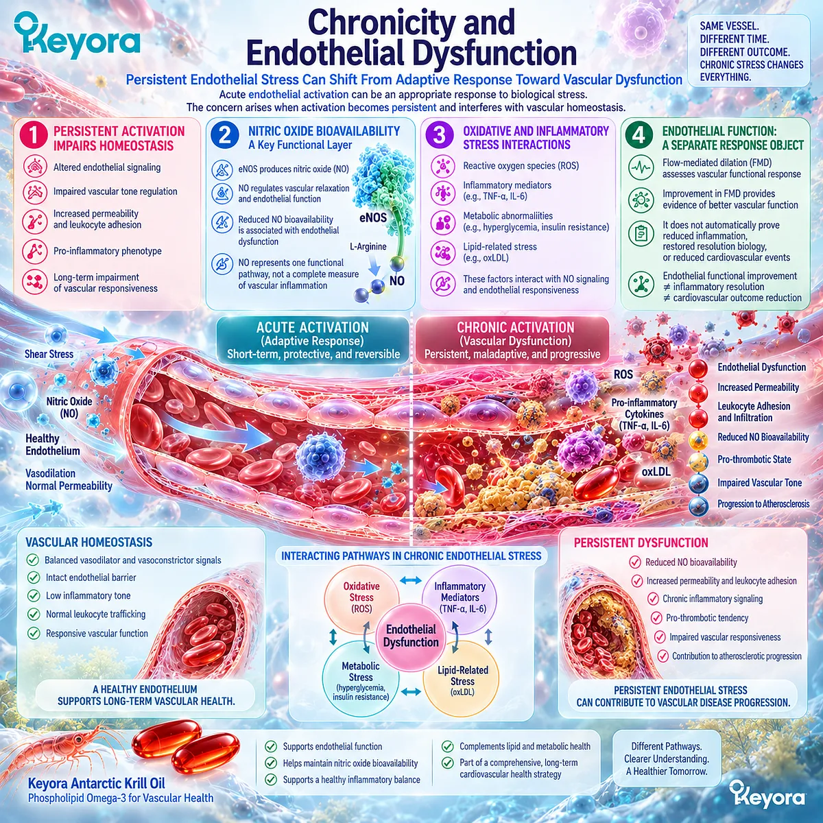 Endothelial dysfunction links chronic oxidative stress with impaired eNOS/NO signaling and vascular responsiveness in Keyora’s Endothelial Inflammatory Interface Concept. Endothelial dysfunction links chronic oxidative stress with impaired eNOS/NO signaling and vascular responsiveness in Keyora’s Endothelial Inflammatory Interface Concept.