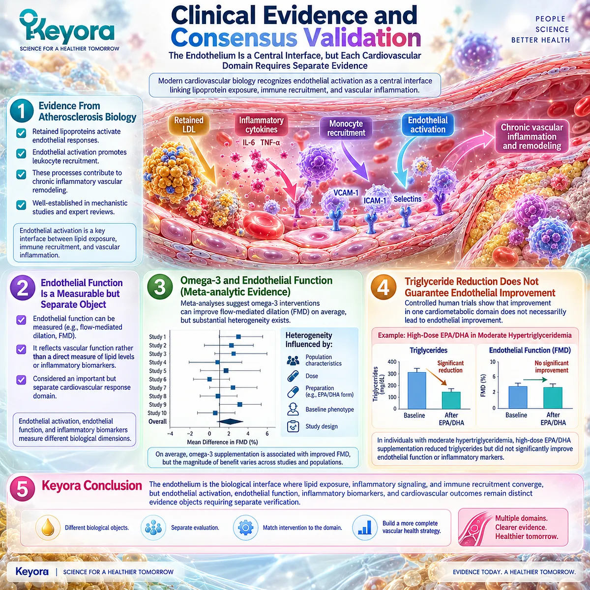 Omega-3 evidence links endothelial function with FMD, while lipid and inflammatory responses may diverge under Keyora’s Endothelial Inflammatory Interface Concept. Omega-3 evidence links endothelial function with FMD, while lipid and inflammatory responses may diverge under Keyora’s Endothelial Inflammatory Interface Concept.